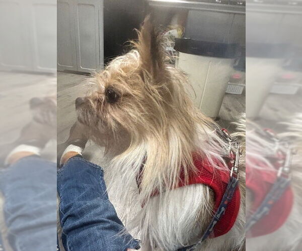 Medium Photo #2 Mutt Puppy For Sale in Stanhope, NJ, USA