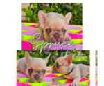 Puppy 4 French Bulldog