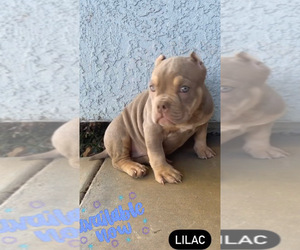 American Bully Puppy for Sale in ELK GROVE, California USA