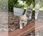 Small #7 Bichpoo
