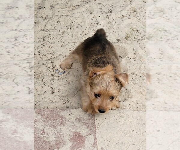 Medium Photo #2 Yorkshire Terrier Puppy For Sale in KATY, TX, USA
