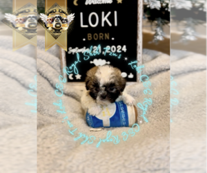 Shih Tzu Puppy for sale in ATHENS, GA, USA