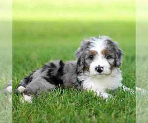 Miniature Bernedoodle Puppy for Sale in NEW HOLLAND, Pennsylvania USA