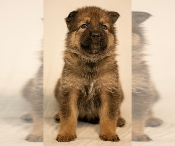 Medium Photo #16 Native American Indian Dog Puppy For Sale in WEST STOCKBRIDGE, MA, USA