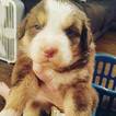 Small Australian Shepherd