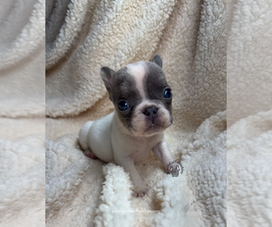 French Bulldog Puppy for sale in SACRAMENTO, CA, USA