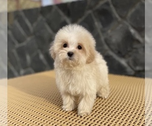 Maltipoo-Poodle (Miniature) Mix Puppy for sale in Wolfsberg, Carinthia, Austria