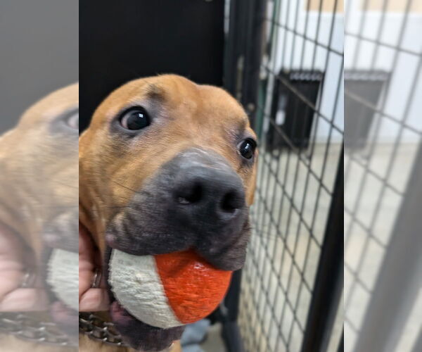 Medium Photo #2 American Pit Bull Terrier-Unknown Mix Puppy For Sale in Osgood, IN, USA