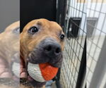 Small #1 American Pit Bull Terrier Mix
