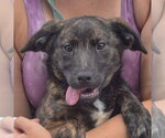 Small #4 Australian Shepherd Mix