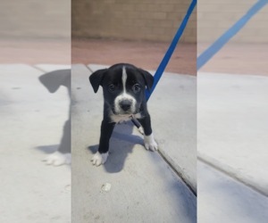 Borador Puppy for sale in LAS VEGAS, NV, USA
