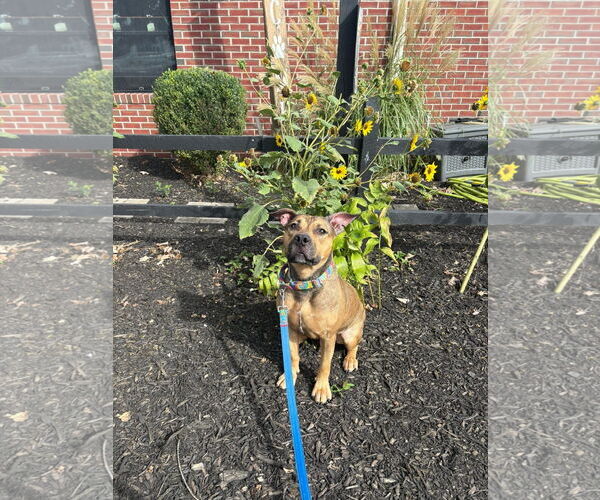 Medium Photo #1 American Pit Bull Terrier-Unknown Mix Puppy For Sale in Bridgewater, NJ, USA