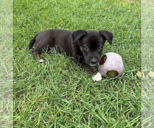 Medium Photo #4 American Pit Bull Terrier-Unknown Mix Puppy For Sale in Fargo, ND, USA