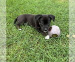 Small #3 American Pit Bull Terrier Mix