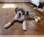 Small #3 Bernedoodle (Miniature)