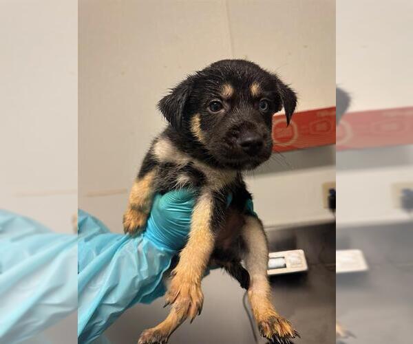 Medium Photo #1 Siberian Husky Puppy For Sale in Bakersfield, CA, USA