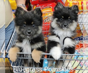 Pomsky Puppy for sale in TAYLORSVILLE, KY, USA