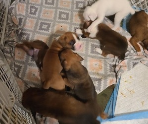 Boxer Litter for sale in SHAFER, MN, USA