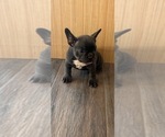 Small #4 French Bulldog