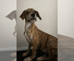 Small #3 Mutt