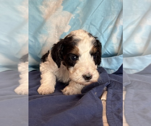 Medium Photo #7 Bernedoodle (Miniature) Puppy For Sale in LONGMONT, CO, USA