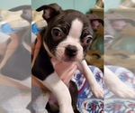 Small Photo #10 Boston Terrier Puppy For Sale in GORHAM, NH, USA