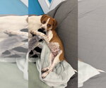 Small Photo #2 Beagle-Unknown Mix Puppy For Sale in Muskegon, MI, USA