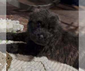 Bouvier Des Flandres Puppy for Sale in WALKER, Louisiana USA