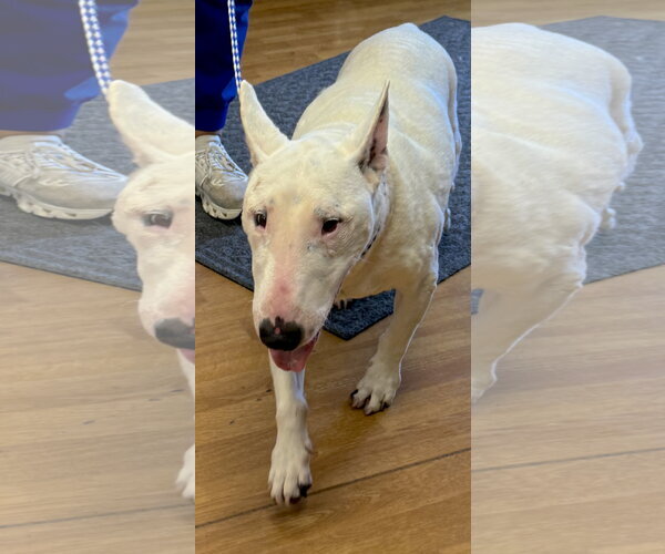 Medium Photo #3 Bull Terrier Puppy For Sale in Mount Airy, NC, USA