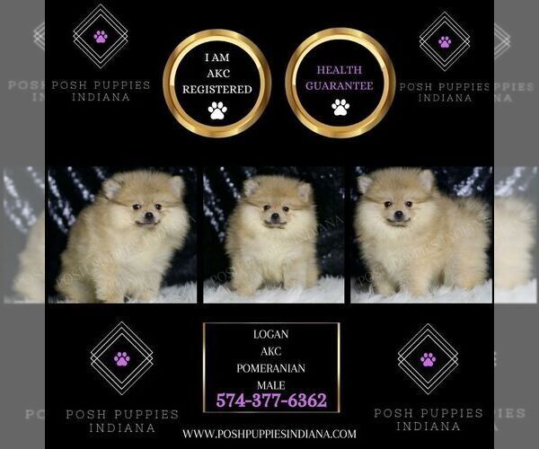 Medium Photo #2 Pomeranian Puppy For Sale in WARSAW, IN, USA