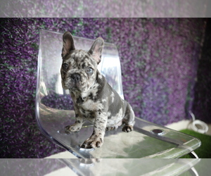 French Bulldog Puppy for sale in MIAMI, FL, USA