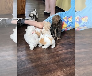 Shih Tzu Puppy for sale in IRON, MN, USA