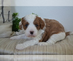 Small #1 Cavapoo (Toy)