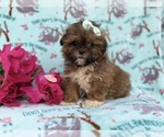 Small #2 Shih-Poo