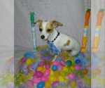 Small #6 Chihuahua Mix