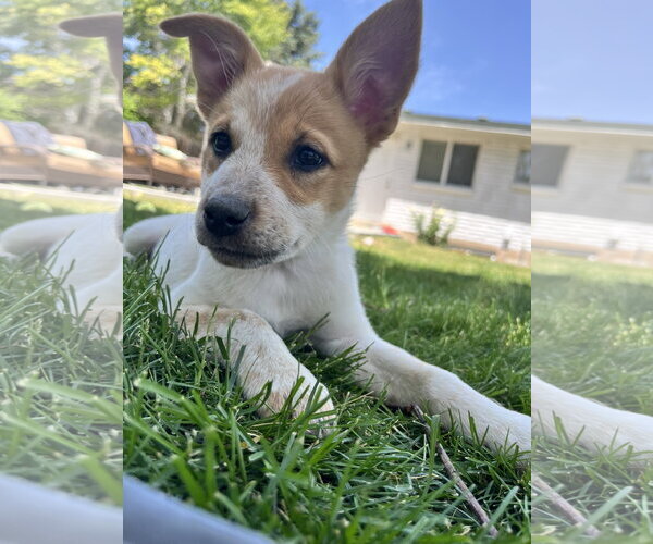 Medium Photo #2 Mutt Puppy For Sale in Sandy, UT, USA