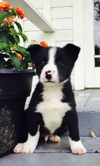 Border Collie Puppy for sale in TOLEDO, WA, USA