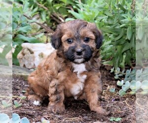 Poovanese Puppy for sale in BIRD IN HAND, PA, USA