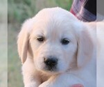 Small Photo #5 Golden Retriever Puppy For Sale in PARTRIDGE, KS, USA