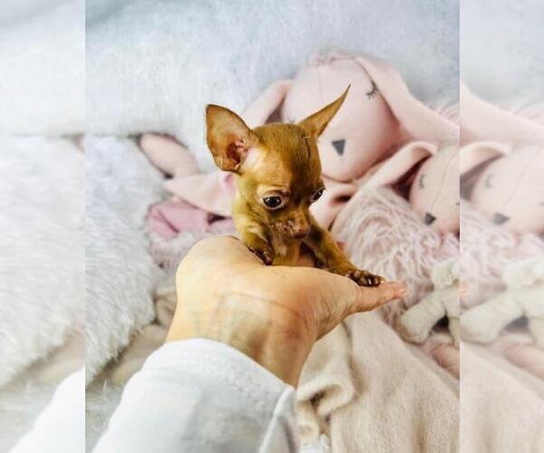 Medium Photo #6 Chihuahua Puppy For Sale in MIAMI, FL, USA