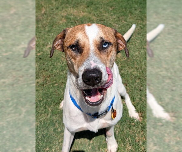 Medium Photo #1 Catahoula Leopard Dog-Unknown Mix Puppy For Sale in Plano, TX, USA