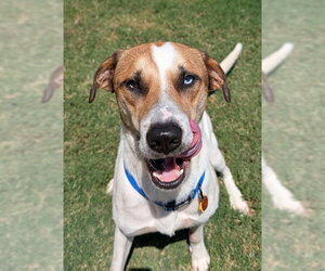 Catahoula Leopard Dog-Unknown Mix Dogs for adoption in Plano, TX, USA