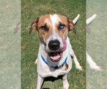 Small Catahoula Leopard Dog Mix