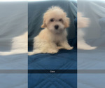 Small #3 Maltipoo (Miniature)