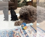 Small #10 Aussiedoodle