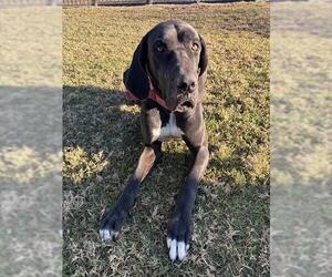 Great Dane Dogs for adoption in Riverside, CA, USA
