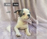 Small Photo #12 Boston Terrier Puppy For Sale in MINERAL WELLS, WV, USA