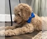Small Photo #9 Double Doodle Puppy For Sale in PINELLAS PARK, FL, USA