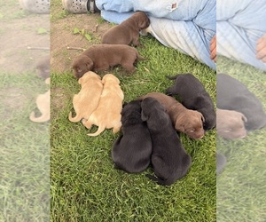 Labrador Retriever Puppy for sale in EXCELLO, MO, USA