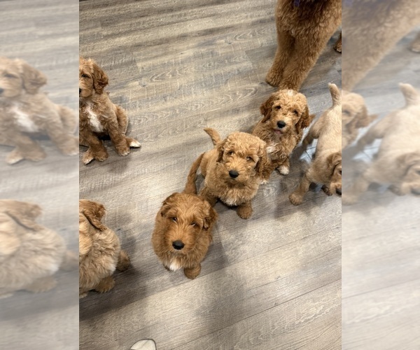 Medium Photo #3 Goldendoodle Puppy For Sale in OAKLAND, CA, USA